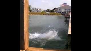Insane Backflip Off Pier
