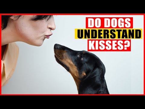 वीडियो: क्या कुत्ते चुंबन को पहचानते हैं?