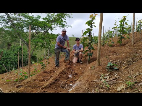 Vídeo: Groselha Branca (27 Fotos): As Melhores Variedades. Poda No Outono E Na Primavera. Plantio, Cuidado E Propagação Por Estacas