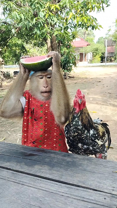 Awesome SokYaa,OG, ToTo Animals Are So Awesome #shorts
