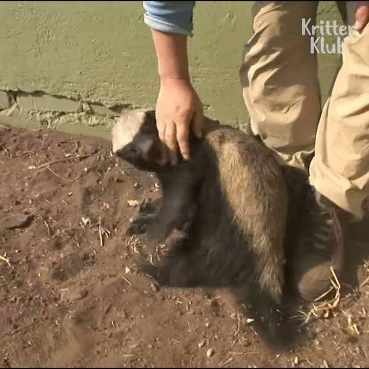 This Honey Badger Has No Chill | Kritter Klub