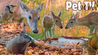 BEST OF AUTUMN WILDLIFE 🍂 10 Hour Compilation of Deer & Forest Critters (Dog TV • Cat TV) NO LOOPING screenshot 4