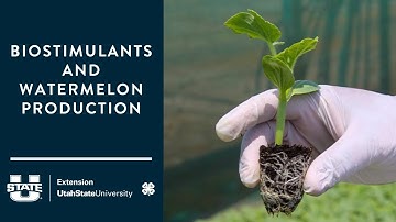 Biostimulants and Watermelon Production
