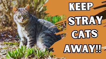 How To Get Rid Of Stray Cats Permanently (Super Effective Methods)