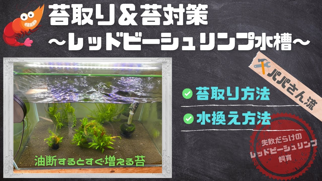苔の発生原因と苔対策をまとめてみた パパさん流の水換え 苔取りもあります Youtube