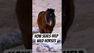 How Seals Help Wild Horses.