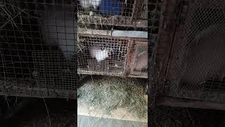 Кролики гоняют друг друга!#кролиководство #shorts