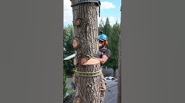 Hoe een professionele houthakker eruitziet 🍎🪓