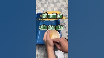 Cách làm hồ nuôi cá bảy màu siêu đơn giản, ai cũng làm được