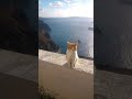 Greek#voyage #cat