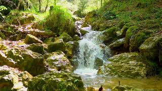 flowing waterfall, Birds  chirping on tree  branches