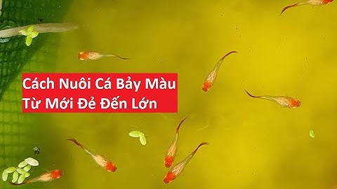 Cách Nuôi Cá Bảy Màu Con Từ Lúc Mới Đẻ Đến Lớn | Tuấn Cá  Cảnh