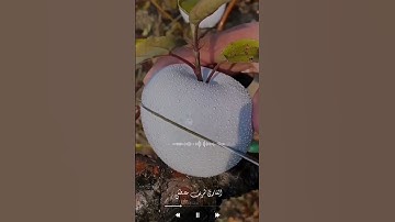 لا تدري لعل الله يحدث بعد ذلك أمرا | القارئ شريف مصطفى