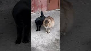 #shorts #смешные_коты  #cat #смешнойкот