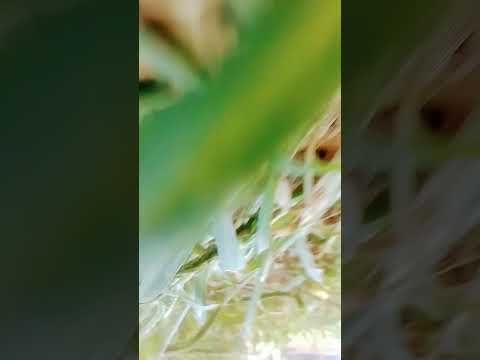 Khumararajarama Gmail Com