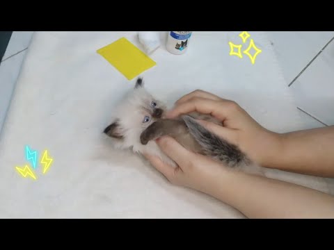 فيديو: كيفية إزالة البراغيث من قطة صغيرة