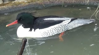 Scaly-sided Mergansers