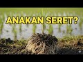 Bioboost Bikin Anakan Tanaman Lebih Banyak? Ini Cara Kerjanya di Tanah