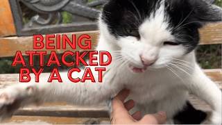 Being attacked by a cat