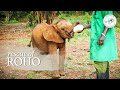 Roho's Rescue | Sheldrick Trust