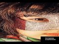 احنا عشقناها احنا عشقناها