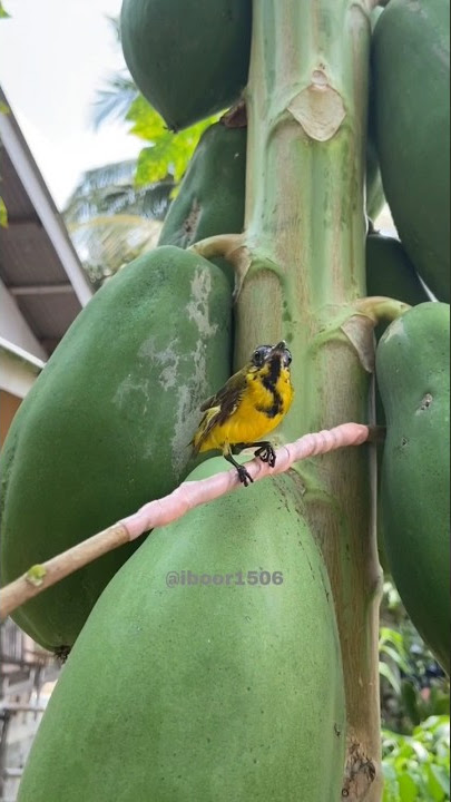 jebak burung pake pulut dari permen karet