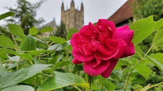 Morning Prayer –Wednesday, 7th July 2021