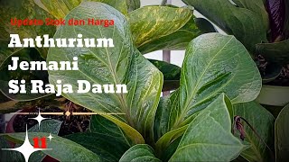 TREND ANTHURIUM JEMANI DI TAHUN 2025||UPDATE STOK DAN HARGA #anthurium #jemani #jemanimangkok