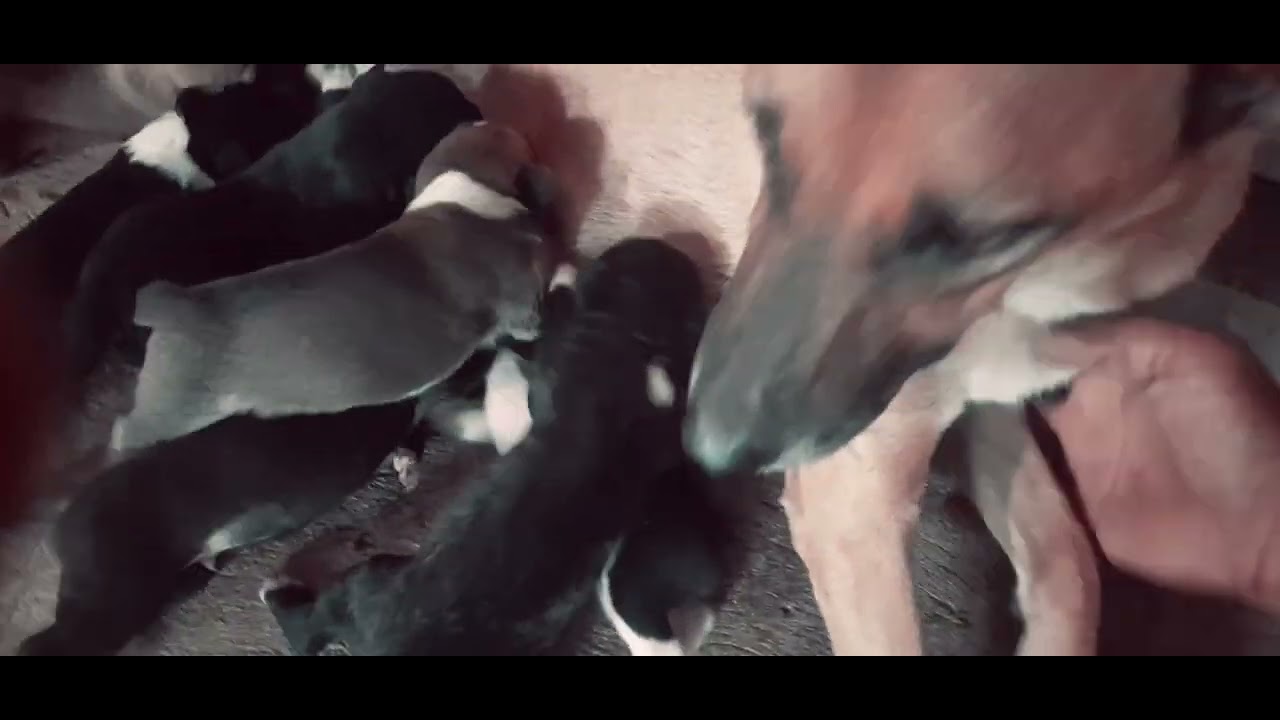 my great and humble dog DADANG giving birth to 7 puppies - YouTube