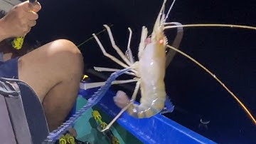 Tập 123: câu tôm sông, trúng ổ cá Úc và điểm lên tôm thật bất ngờ