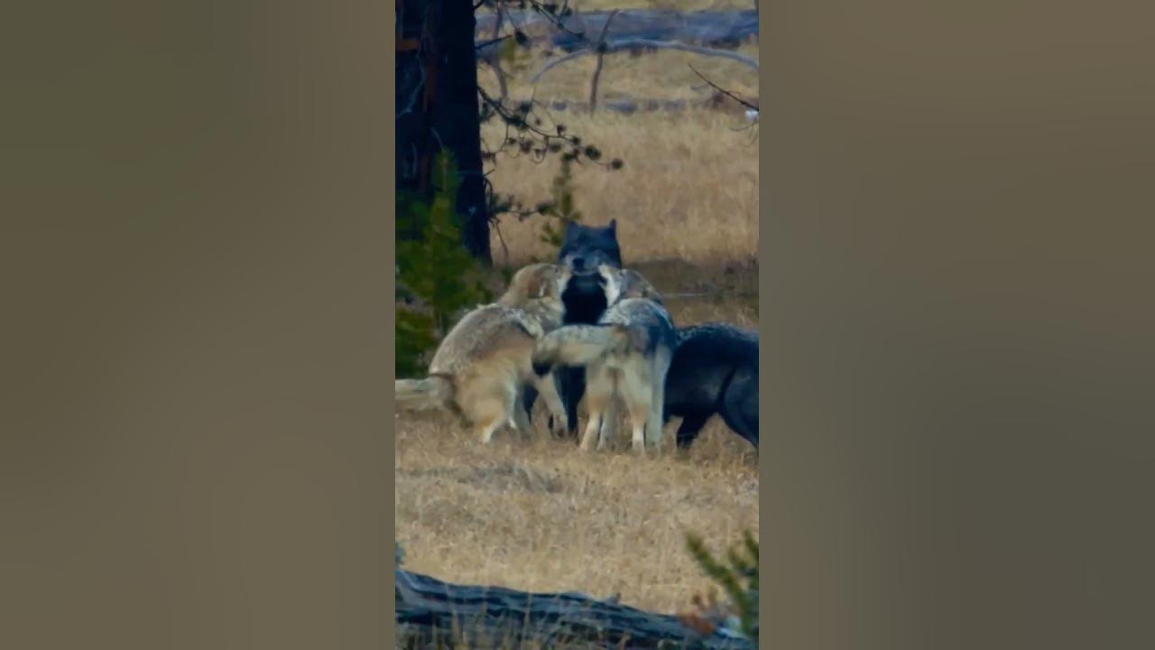 ALPHA MALE #alphapack #wolf #animals - YouTube