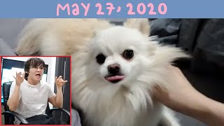 [05/27/2020] i pet temmie and tell her she's a good girl