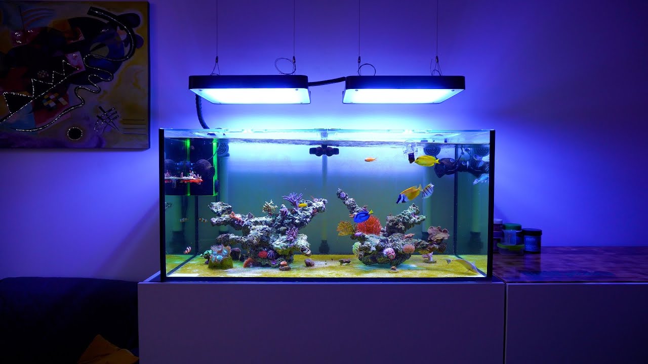 Relax 👀 Acquario Marino Reef