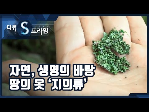 자연과 생명의 바탕이 되는 땅의 옷, &amp;#39;<strong>지의류</strong>&amp;#39;  [다큐S프라임] / YTN 사이언스