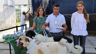 Vi Concurso De Cão De Gado Transmontano | 2019 | 4K | Boticas