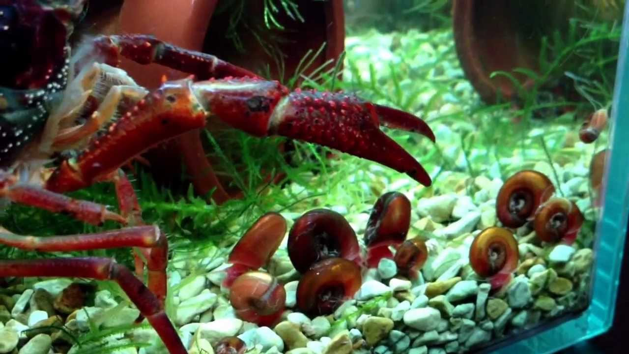 巨大レッドラムズホーン軍団を蹴散らすザリガニ Youtube