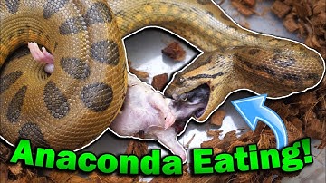 Feeding our Anaconda and Black-Headed Python!