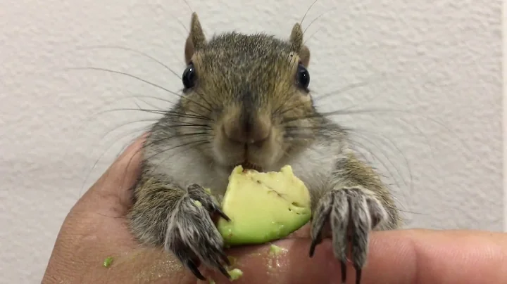 Bertha Enjoying Avocado 11.06.17