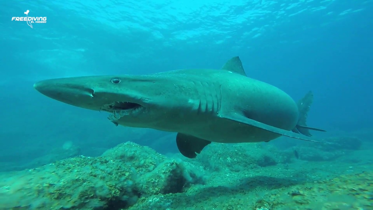 Stunning Shark Serenity Freediving El Hierro HD1080