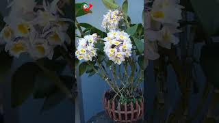 Hoa N  Hoa Tn  Tm Bt Bin