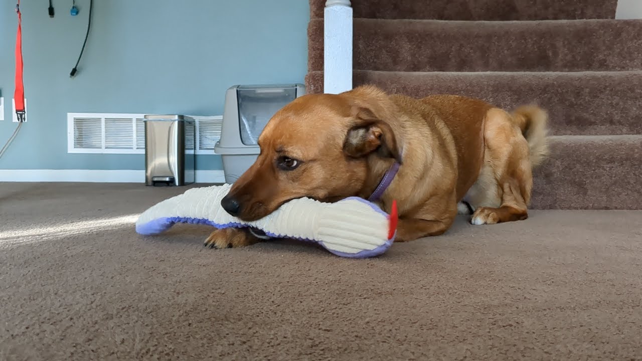Puppy Cat Fun Time - Iris Toy Test (Stuffy)
