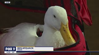 Walk For Animals: Ben Afquack the Drumming Duck