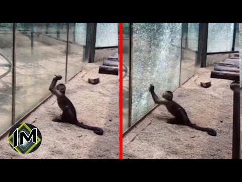 Video: La Vita Animale Si Sta Riducendo Negli Zoo?