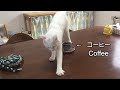 コーヒーに砂かけする猫 Cat covers coffee