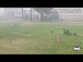Severe Storm & Microburst Impacts Dubbo NSW - 28 January, 2025