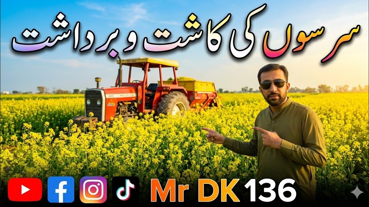 سرسوں کی کاشت و برداشت Cultivation of Mustard Seed in my village 