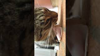 Cat Eat Ham