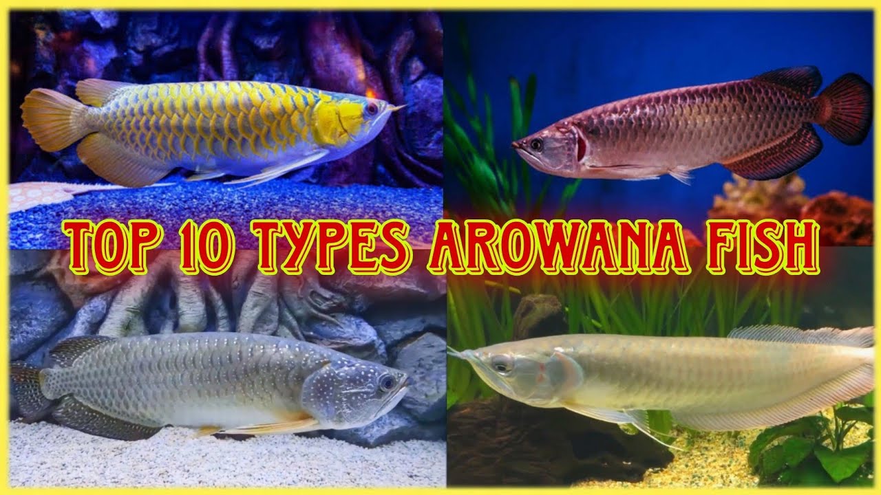 Top 10 Types Of Arowana Fish In The Variety Fish