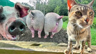 🍑🐷 Apple Bottom Pigs 😽 Barn Cats with the Fur