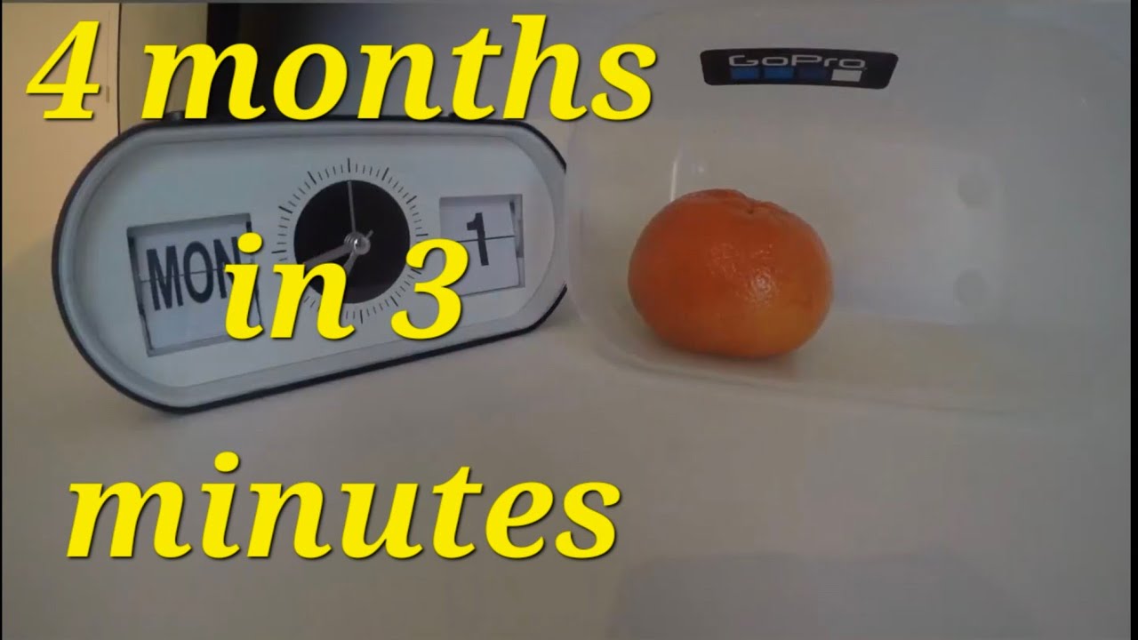 Rotting Mandarin/Orange fruit in 120 days 